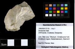 Foto (Objekt + Etiketten) von Decapoda indet. 